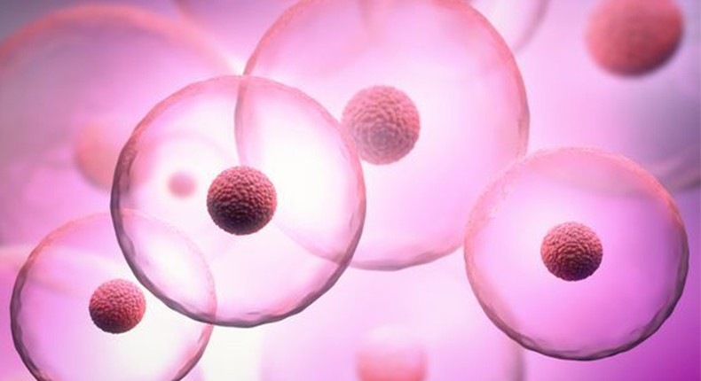 Что такое стволовые клетки